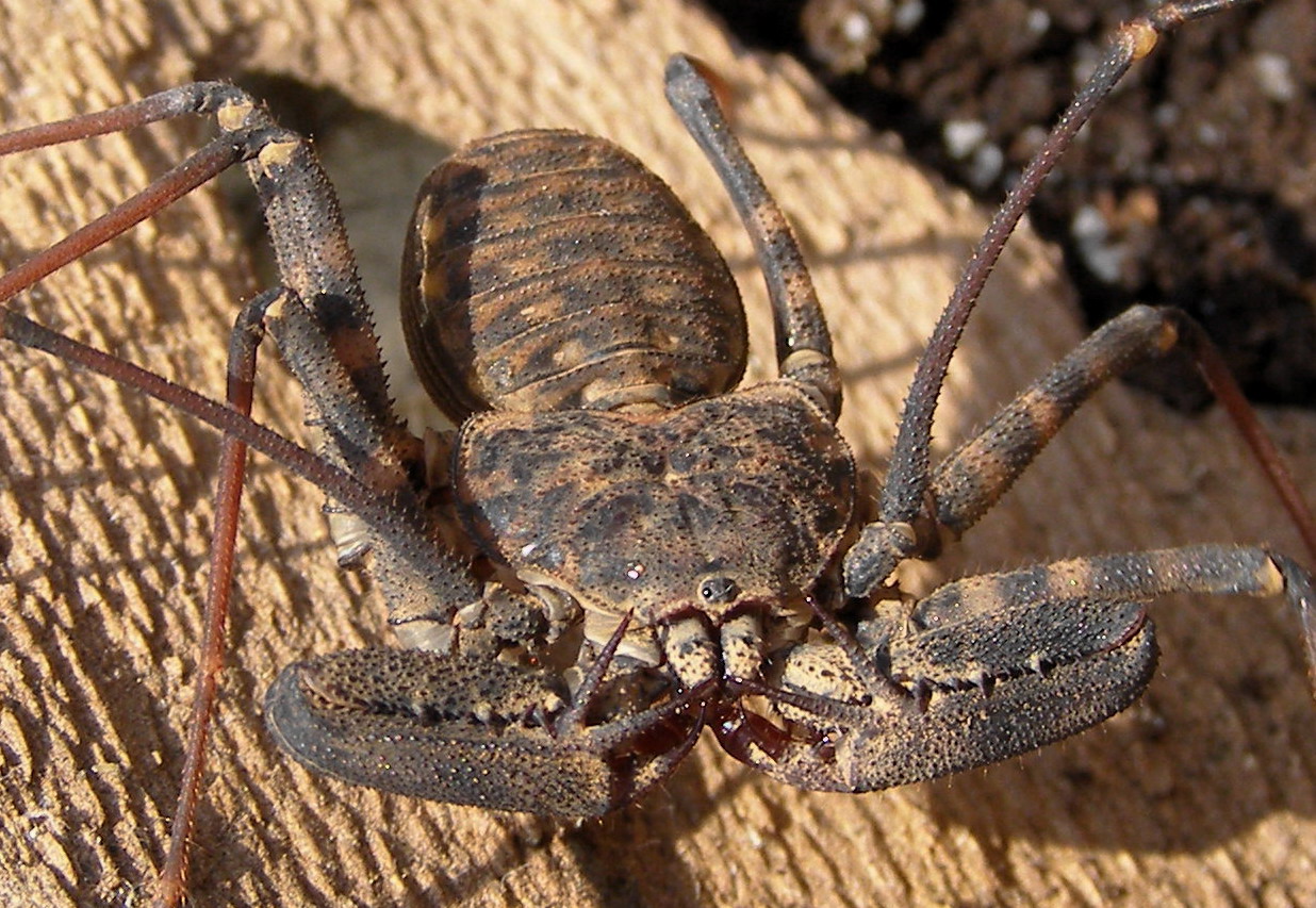 damon variegatus.jpg