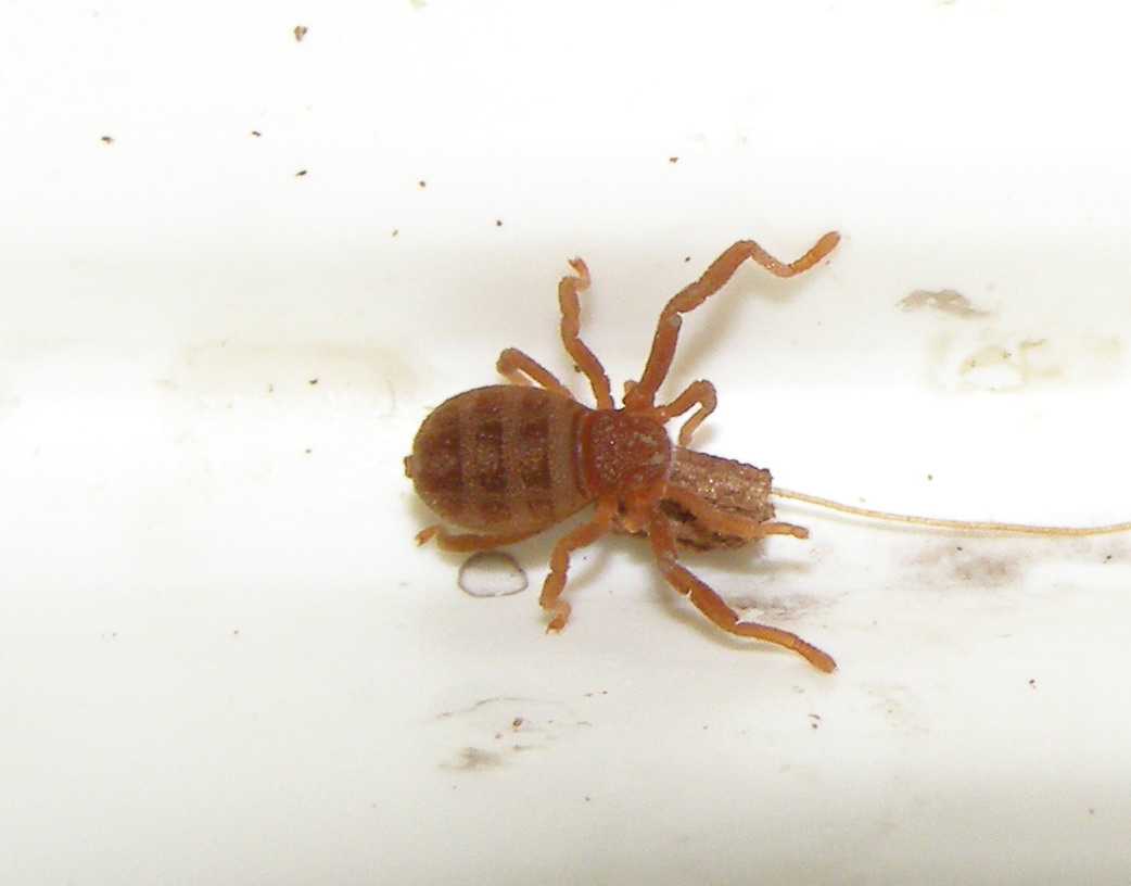 ricin3.jpg