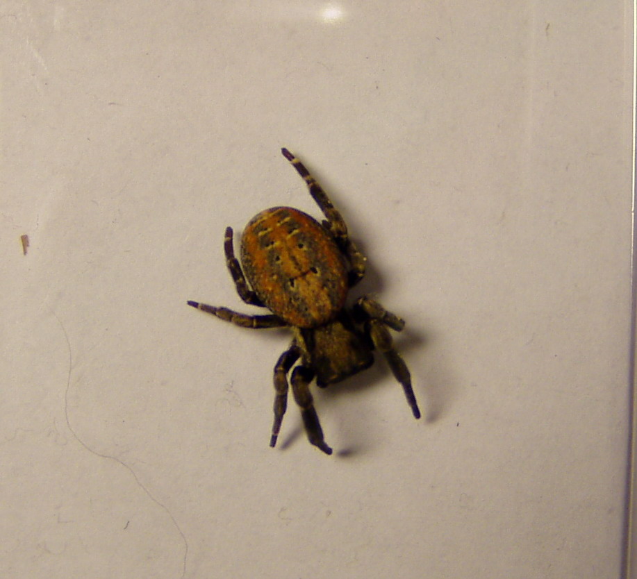 stegodyphus africanus.jpg