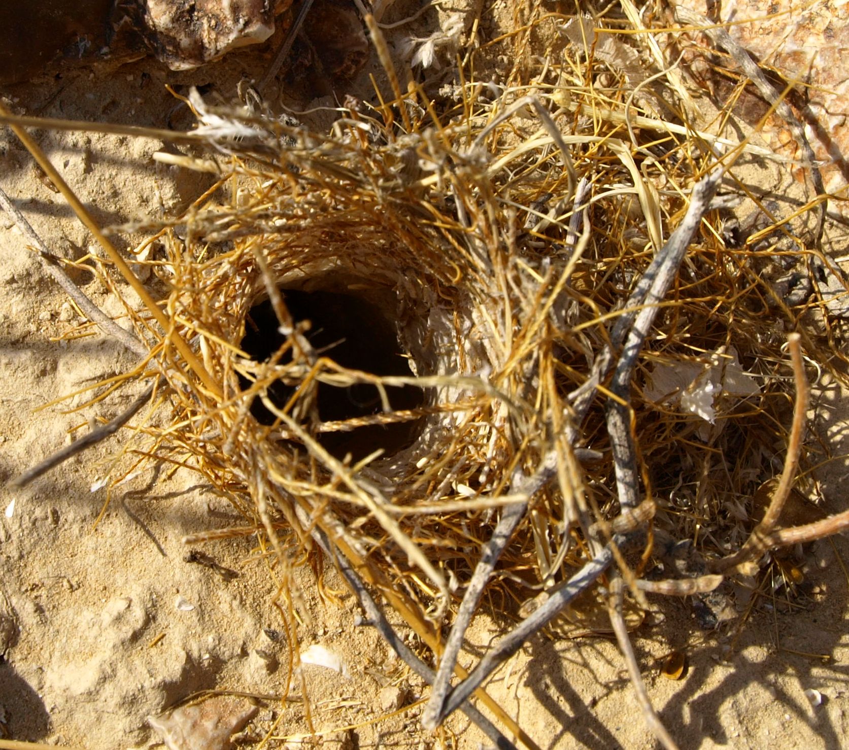 burrow.jpg