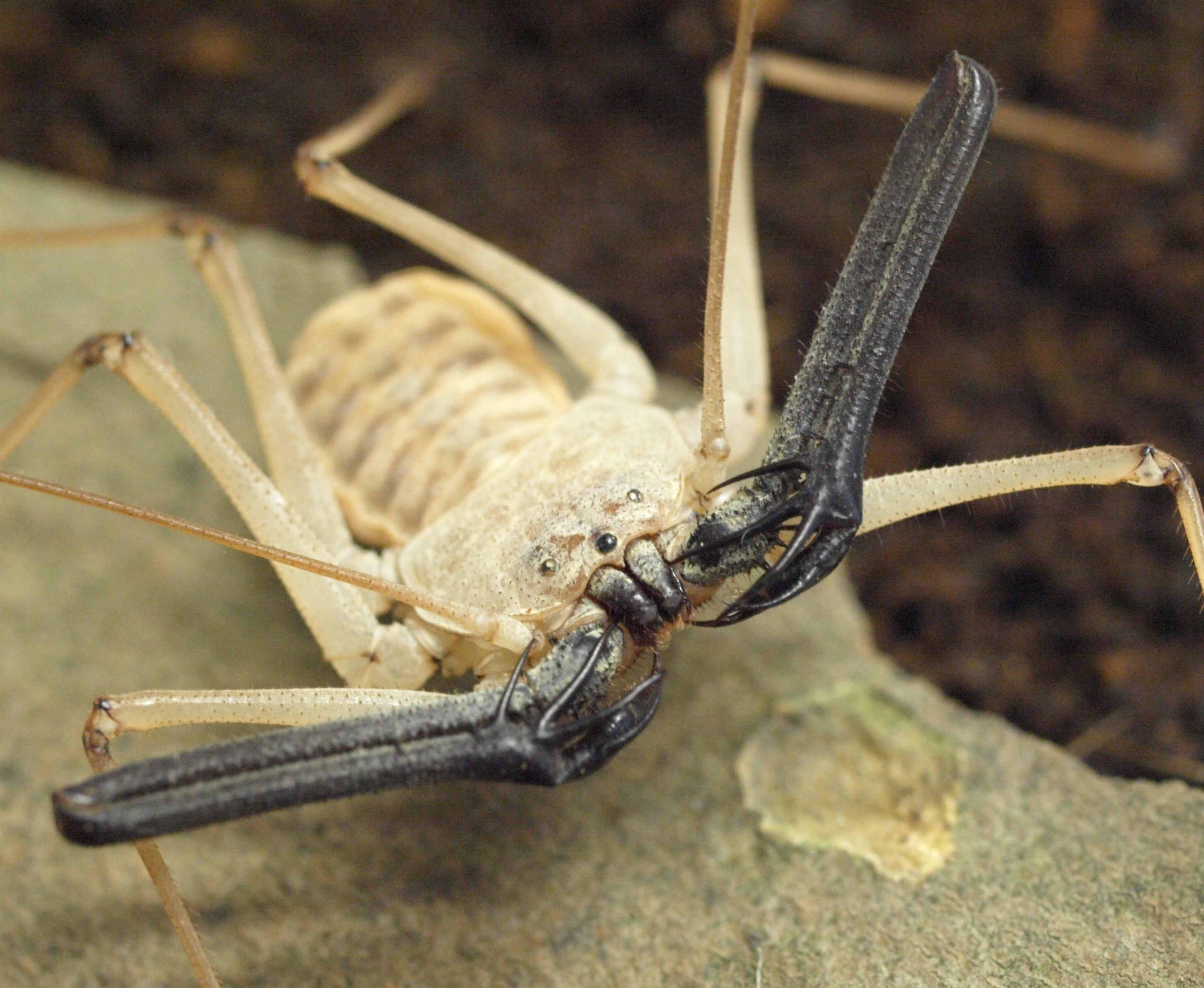 Phrynichus dhofarensis.jpg