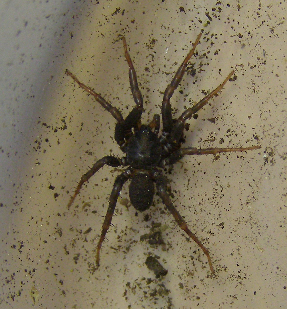 microstigmatidae.jpg